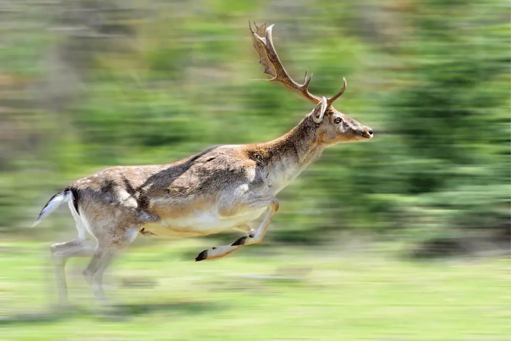 Deer Hunting Tips And Tricks