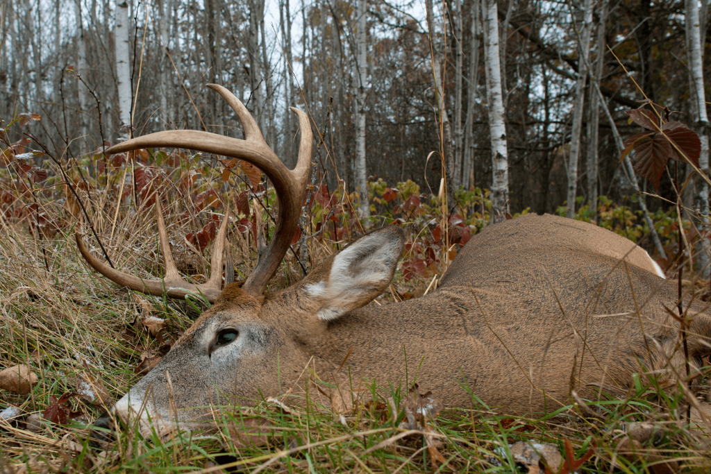 How to Hunt Deer For Beginners