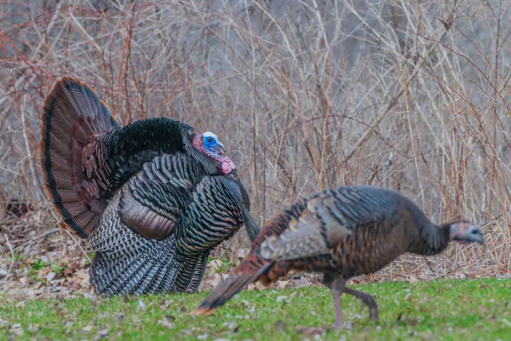 Turkey Hunting Tips