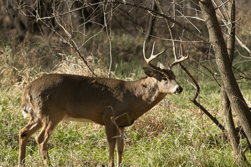 bowhunting whitetail deer