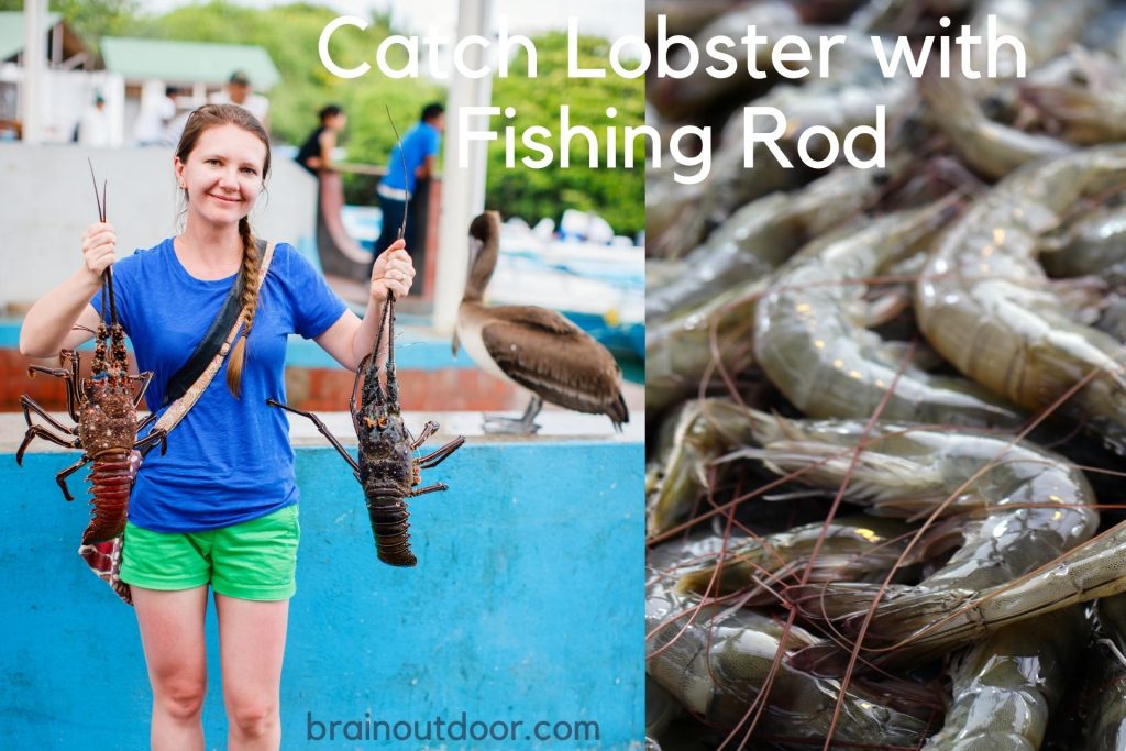 Catch Lobster with Fishing Rod