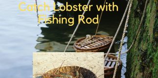 How to Catch Lobster with Fishing Rod – All About Fishing Catch Lobster with Fishing Rod