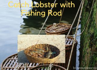 How to Catch Lobster with Fishing Rod – All About Fishing Catch Lobster with Fishing Rod
