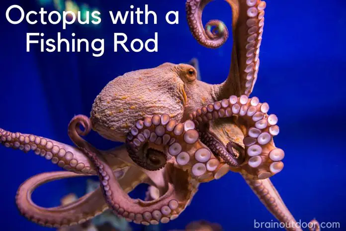 Catch Octopus With A Fishing Rod