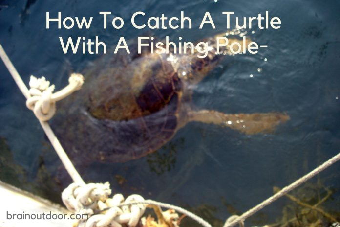 How To Catch A Turtle With A Fishing Pole