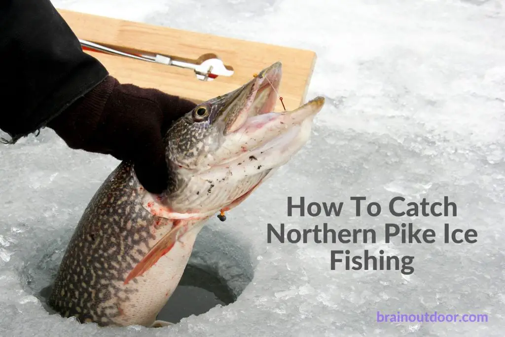 How To Catch Northern Pike Ice Fishing
