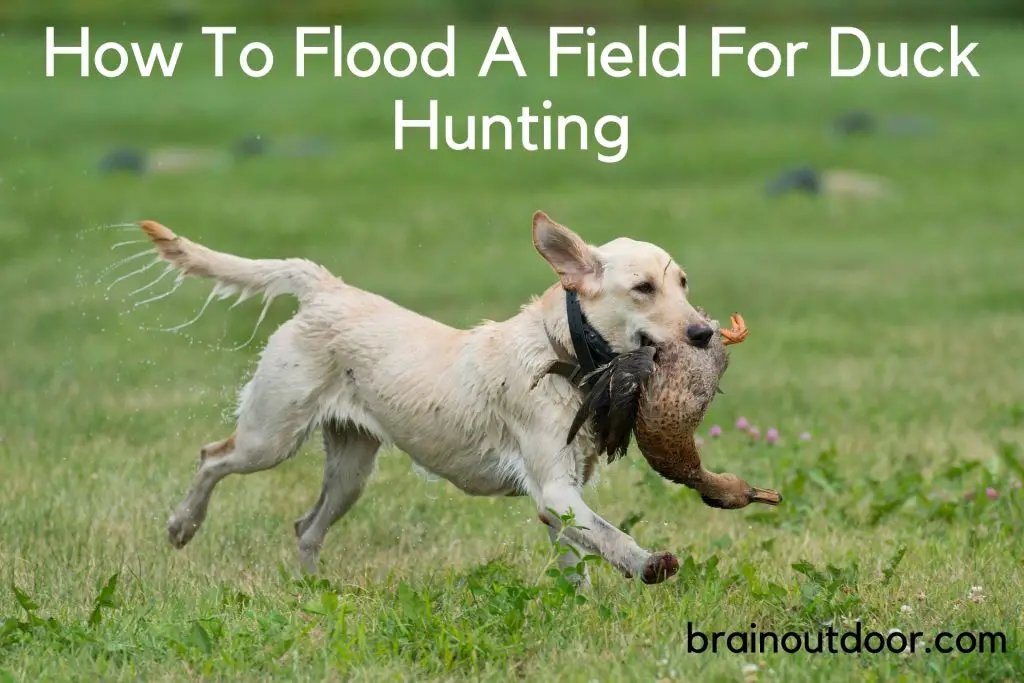 How To Flood A Field For Duck Hunting