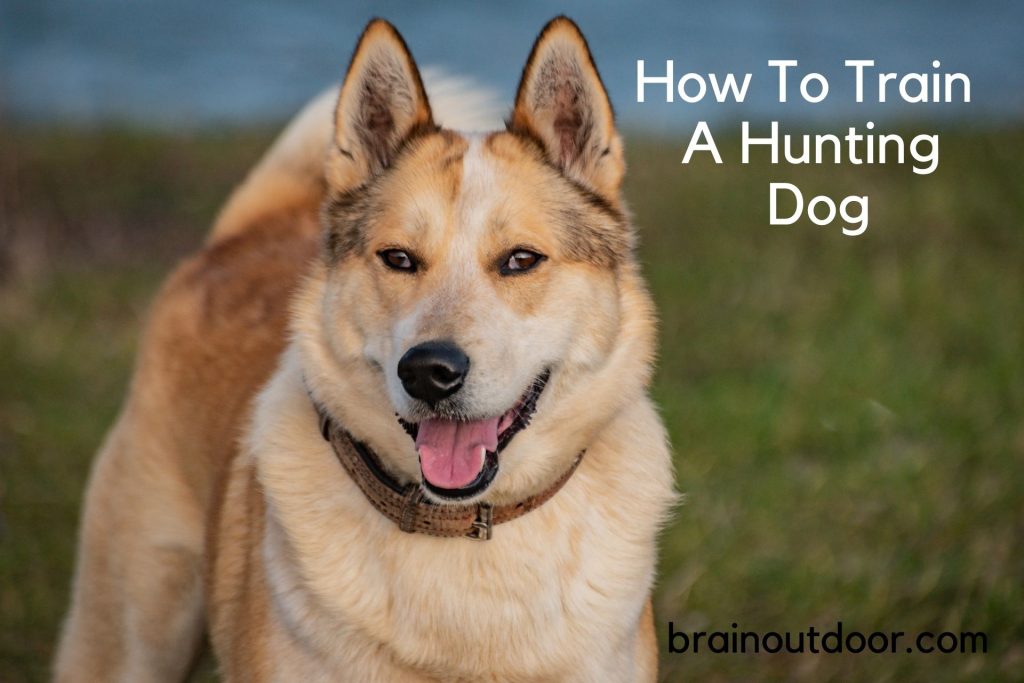 How To Train A Hunting Dog