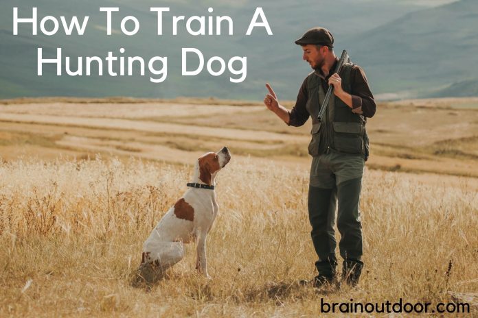 How To Train A Hunting Dog