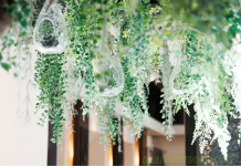 How to Hang Air Plants with Fishing Line How to Hang Air Plants with Fishing Line