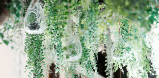 How to Hang Air Plants with Fishing Line How to Hang Air Plants with Fishing Line