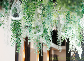 How to Hang Air Plants with Fishing Line How to Hang Air Plants with Fishing Line